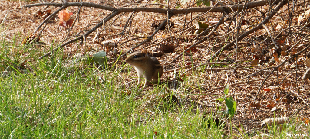 Chipmunk in the backyard by larrysphotos