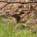 Chipmunk in the backyard by larrysphotos