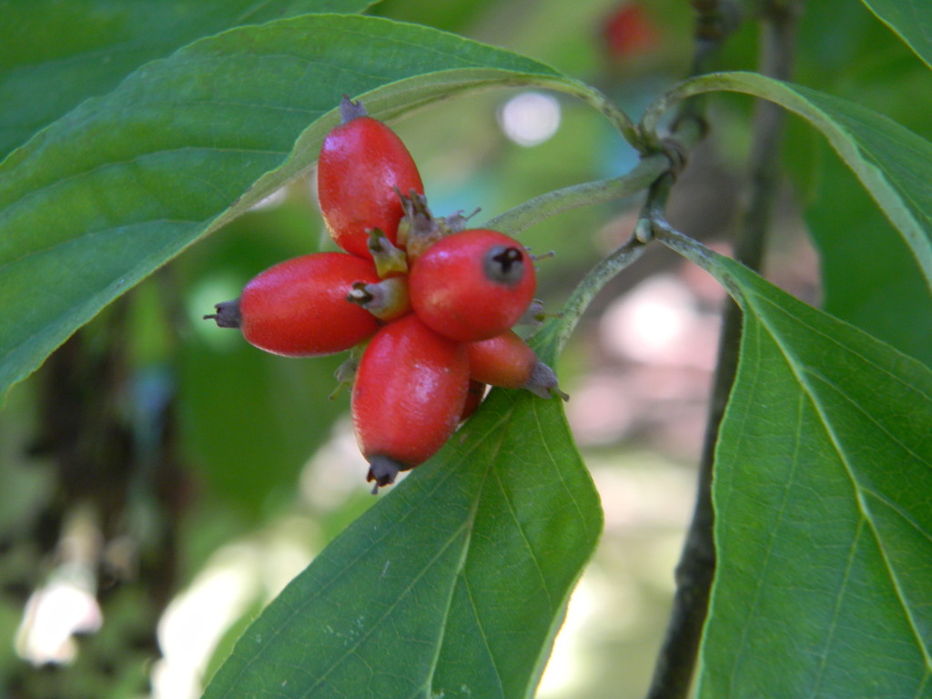 Dogwood Berries by sfeldphotos