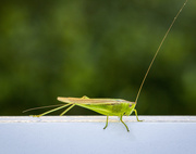 19th Sep 2020 - Grasshopper