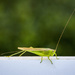 Grasshopper by kvphoto