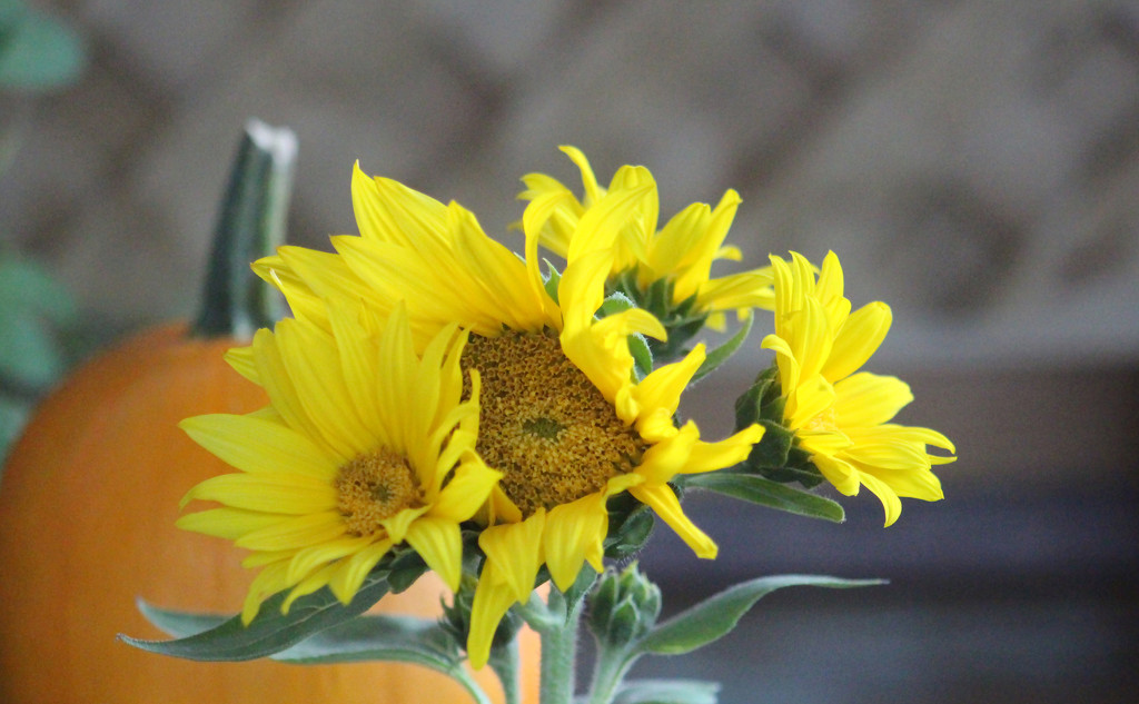 Bouquet Of Sunflowers On One Stem by paintdipper
