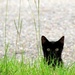 Peek-a-Boo Kitty by grammyn