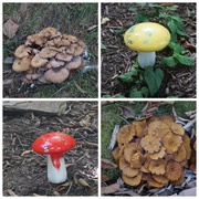 22nd Sep 2020 - Mushrooms, Fact and Fiction