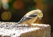 21st Sep 2020 - Gold Finch on Wall