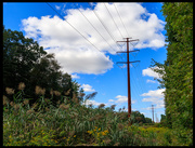 21st Sep 2020 - Along the Power Lines