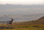 20th Sep 2020 - Bighorn Sheep, Badlands National Park