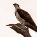 Osprey in the Tree Top! by rickster549
