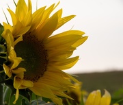 8th Sep 2020 - Sunflower
