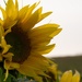 Sunflower by dawnbjohnson2