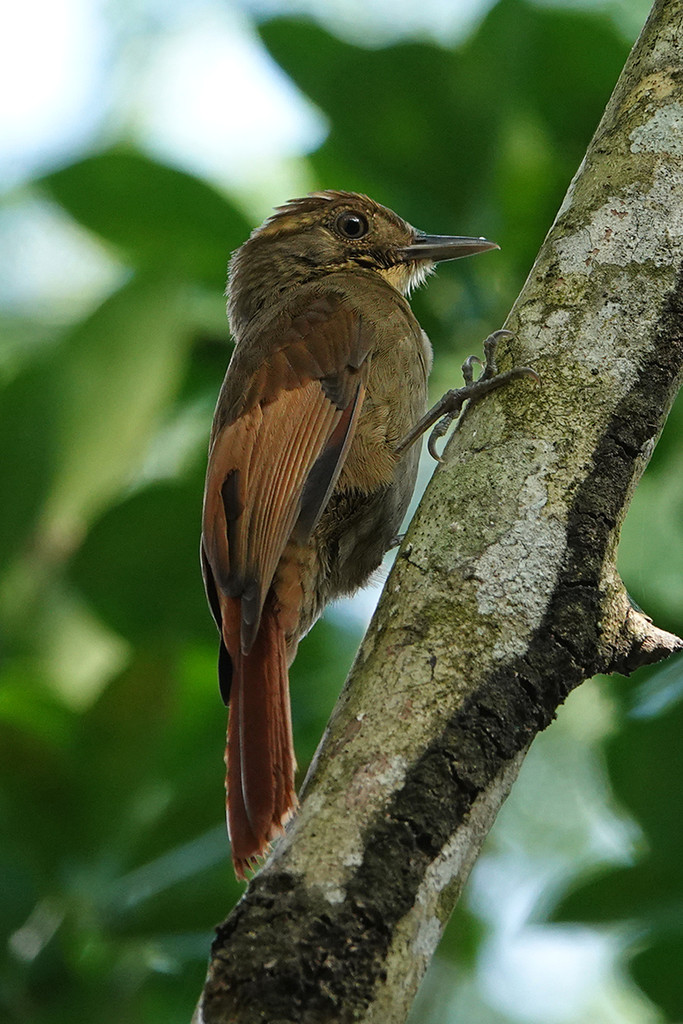 Mexico 2019 - Tawny-winged Woodcreeper by annepann