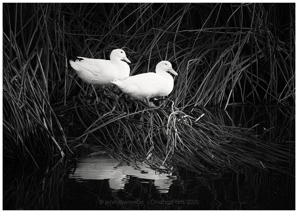 Ducks Noir by aikiuser