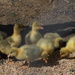 Seven Sebastopol Chicks by kgolab