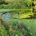 Pond weeds swirls by pinkpaintpot