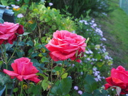 20th Sep 2020 - spring roses starting