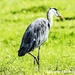 Heron on the lookout  by stuart46