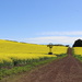 The road through canola by gilbertwood