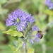 return to the garden: caryopteris and bee by quietpurplehaze