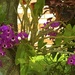 Purple Orchids ~        by happysnaps