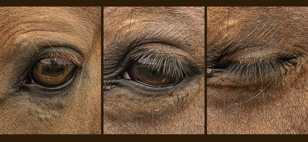 Horses eyes  by judithmullineux