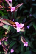 22nd Sep 2020 - The Wandering Jew Purple Heart plant 