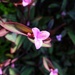 The Wandering Jew Purple Heart plant  by louannwarren
