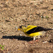 Another Goldfinch by tdaug80