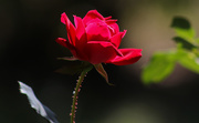22nd Sep 2020 - Red rose