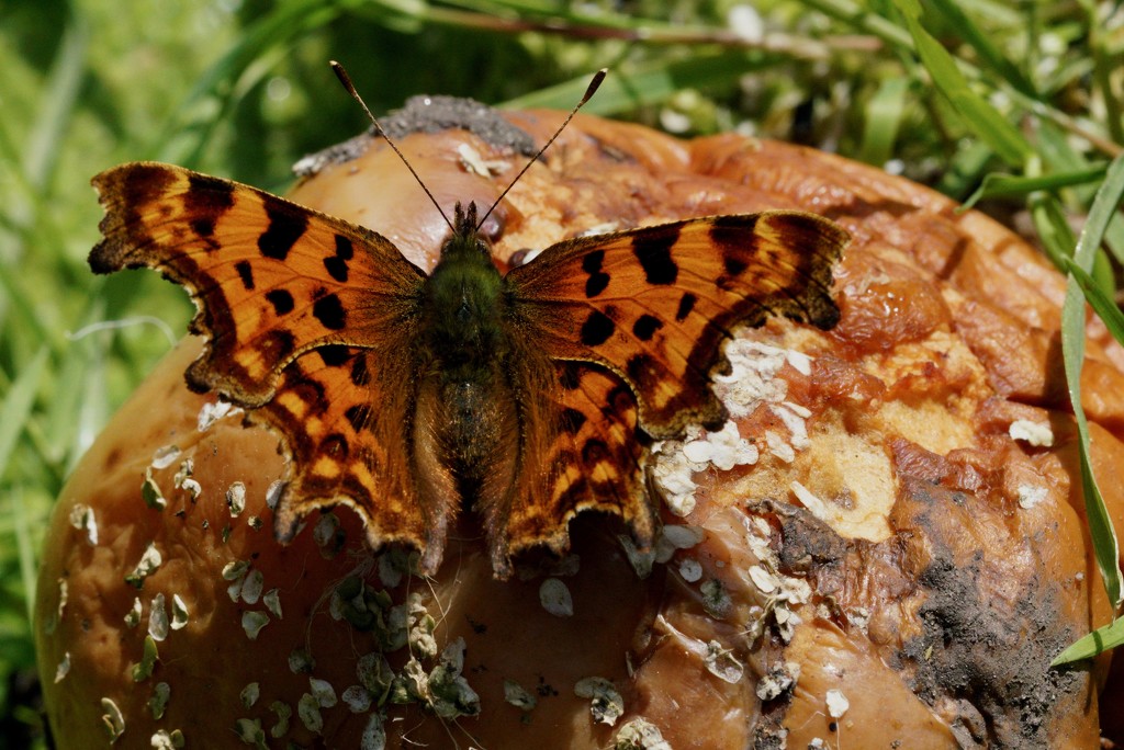COMMA FROM ABOVE by markp