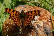 22nd Sep 2020 - COMMA FROM ABOVE