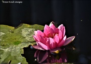 22nd Sep 2020 - Water lily