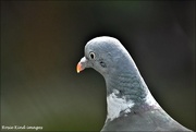 22nd Sep 2020 - Pigeon portrait