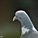 Pigeon portrait by rosiekind