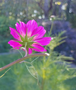 19th Sep 2020 - pink flower in sun