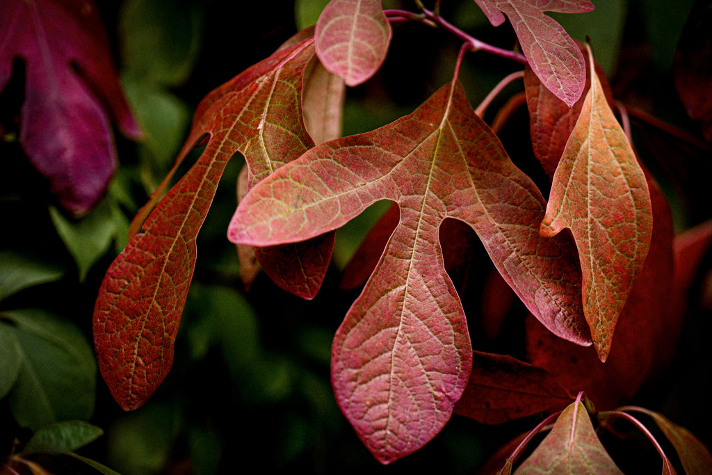 Sassafras leaves herald the Autumnal Equinox by berelaxed