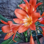 22nd Sep 2020 - Clivia flowers 