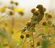 22nd Sep 2020 - american goldfinch 