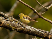 22nd Sep 2020 - american goldfinch on a branch