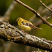 american goldfinch on a branch by rminer
