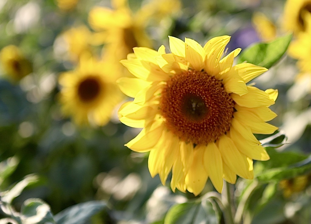 Sunflower Sunshine by carole_sandford