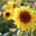 Sunflower Sunshine by carole_sandford