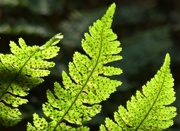 21st Sep 2020 - Forest Fern