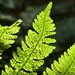 Forest Fern by helenhall