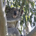 almost awake by koalagardens