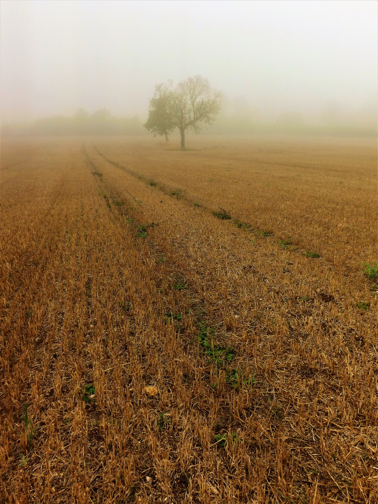 Misty-field by ajisaac