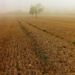 Misty-field by ajisaac