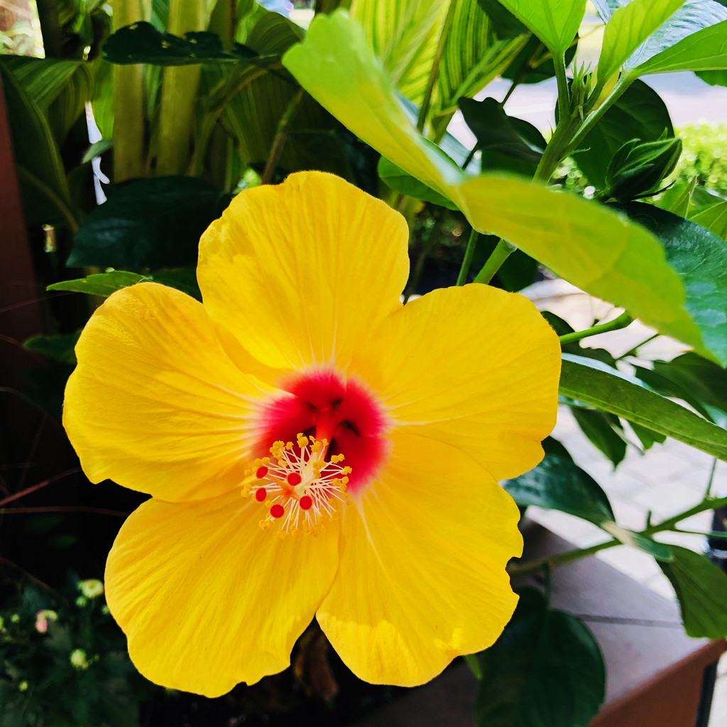 My Yellow Lunch Flower by yogiw