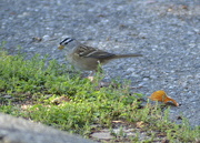 7th Jun 2020 - White-Crowned Sparrow