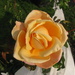 Rose by rrt
