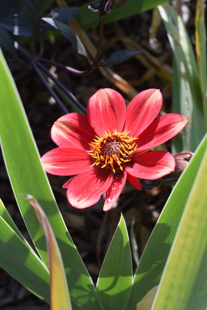 Dahlia in the iris by sandlily